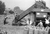 1965 - CONTADINI AL LAVORO NELLA TREBBIATURA DEL GRANO.