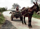 1981 - CELESTE FIACCHINO SU UN CARRETTO MOLTO "ARTIGIANALE" A COLLE PEPE